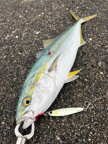ツバスの釣果