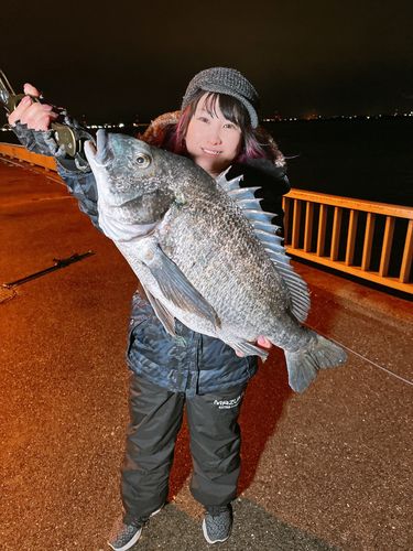 チヌの釣果
