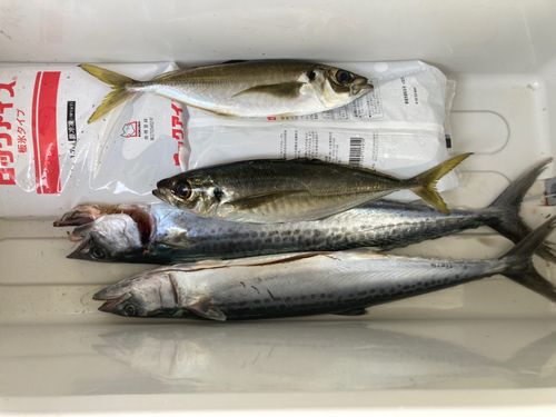 サゴシの釣果