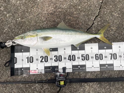 メジロの釣果