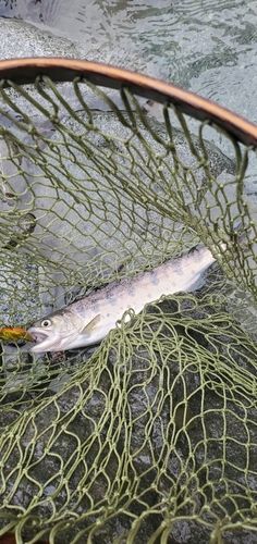 ヤマメの釣果