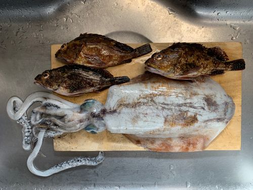 アオリイカの釣果