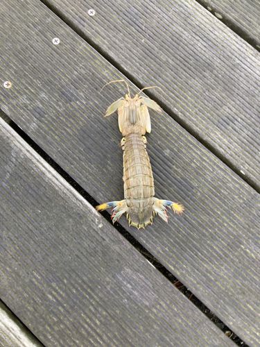 シャコエビの釣果