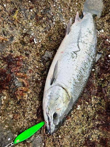 サクラマスの釣果