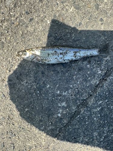 ホンモロコの釣果