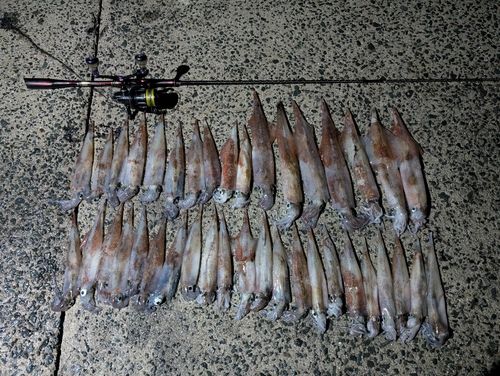 ヤリイカの釣果