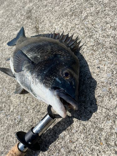 チヌの釣果