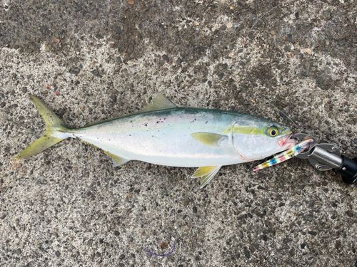 ハマチの釣果
