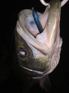 ヒラスズキの釣果