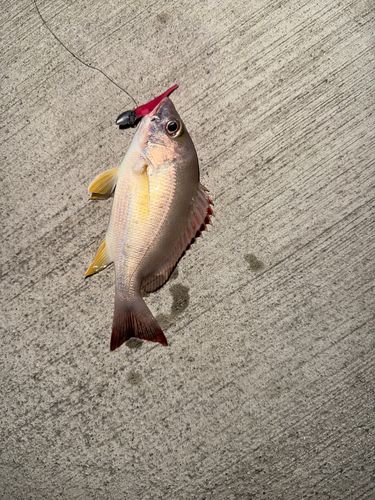 オキフエダイの釣果