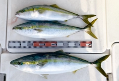 ハマチの釣果