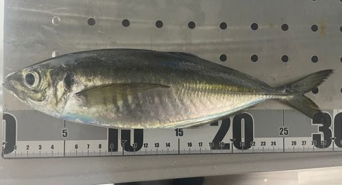 マアジ