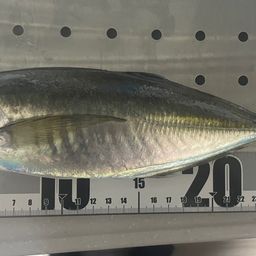 マアジ