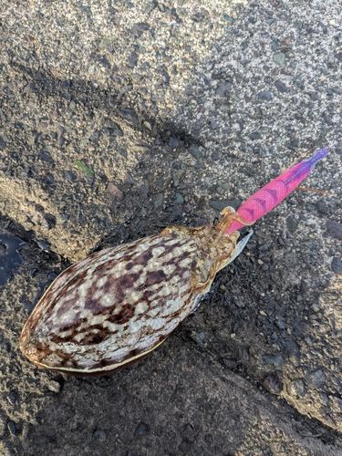 コウイカの釣果