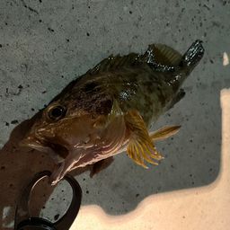 カサゴ