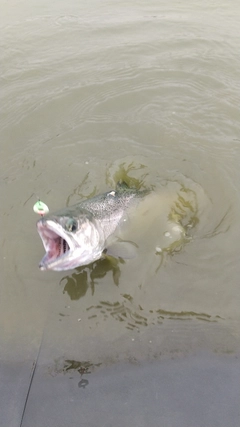 レインボートラウトの釣果