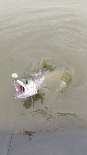 レインボートラウトの釣果