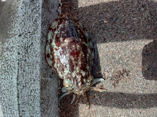 コウイカの釣果