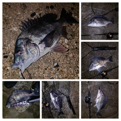 チヌの釣果
