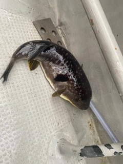 マフグの釣果