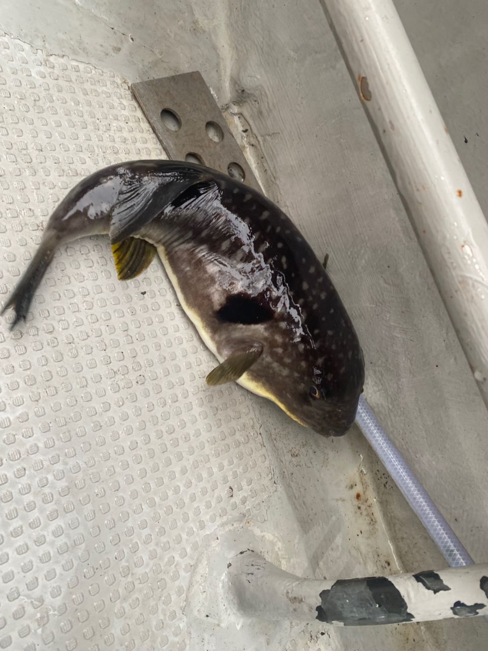釣るとは言ってないさんの釣果 1枚目の画像