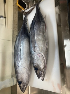 ビンチョウマグロの釣果