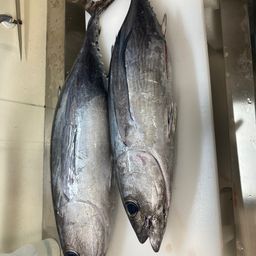 ビンチョウマグロ