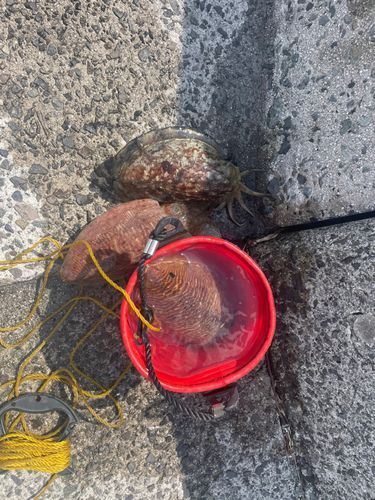 コウイカの釣果
