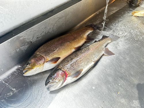 ニジマスの釣果