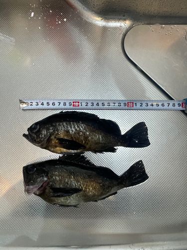 メバルの釣果