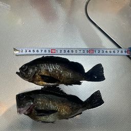 メバル