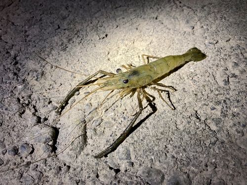 テナガエビの釣果