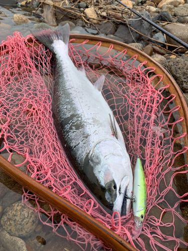 サクラマスの釣果