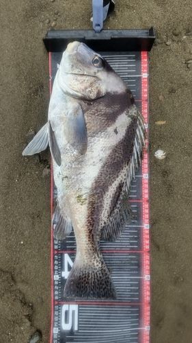 コショウダイの釣果