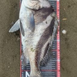 コショウダイ