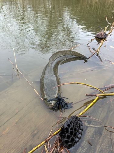 ライギョの釣果