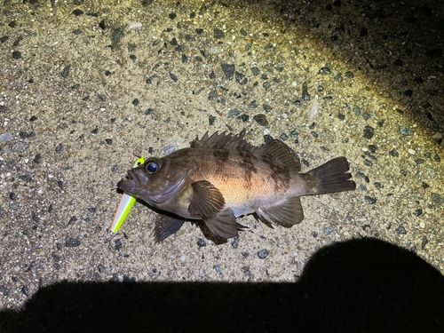 メバルの釣果