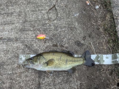 ブラックバスの釣果