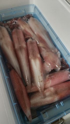 ヤリイカの釣果