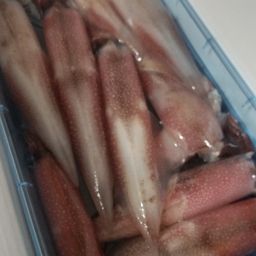 ヤリイカ