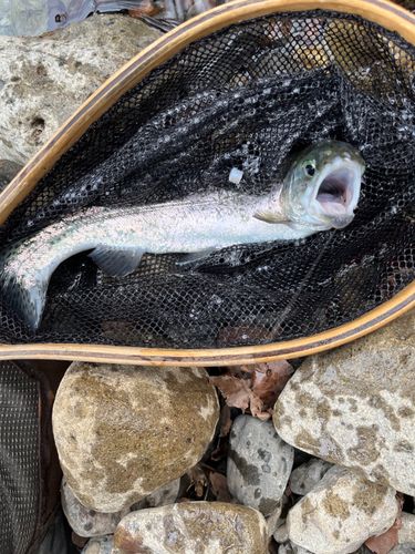 ニジマスの釣果