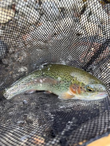 ニジマスの釣果