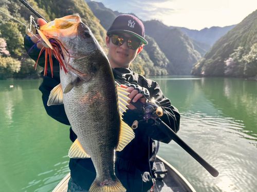 ブラックバスの釣果
