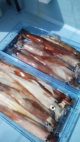 ヤリイカの釣果