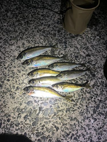 アジの釣果