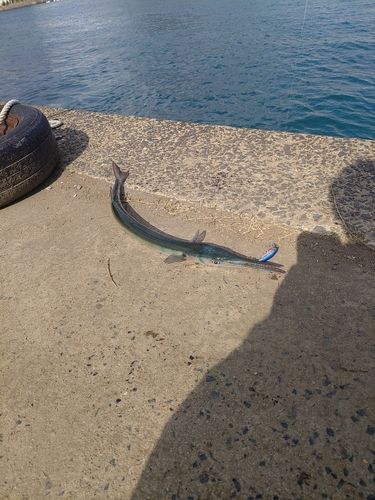 ダツの釣果
