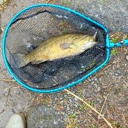 スモールマウスバス