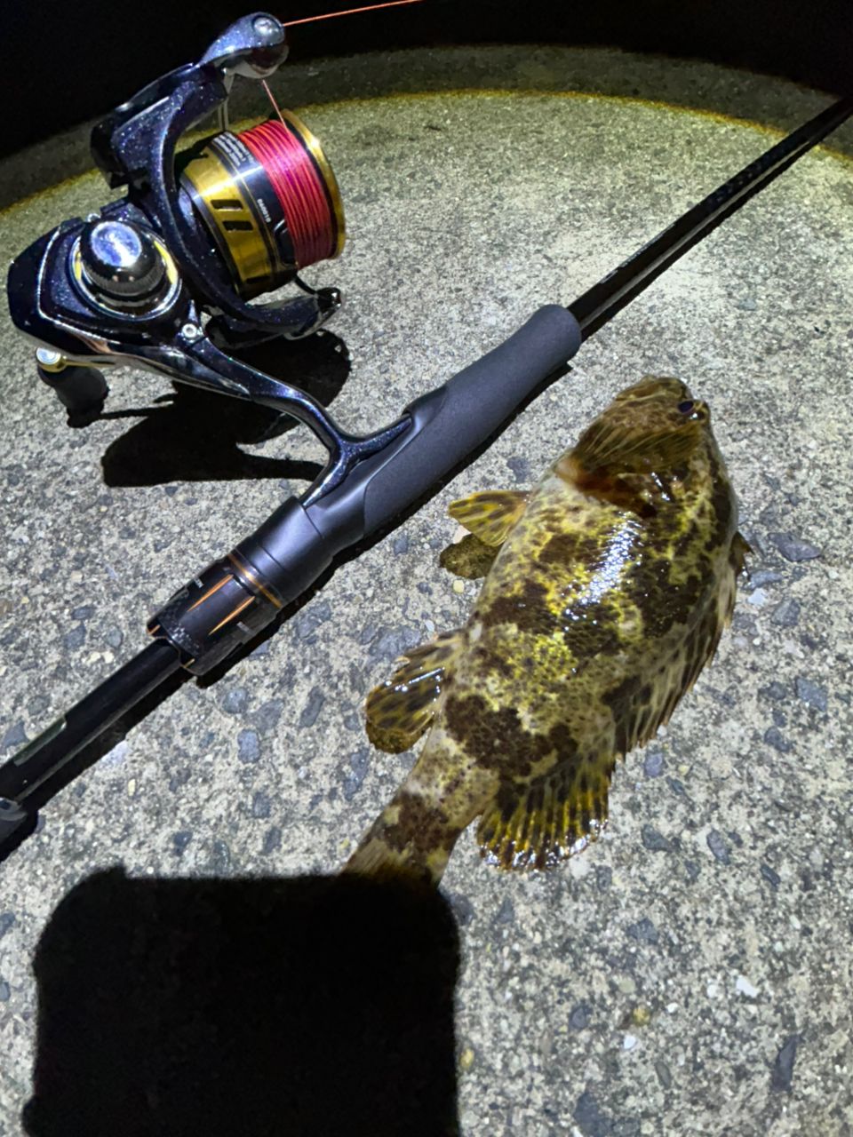 🐸かいむ🐸 さんの 2025年04月02日のタケノコメバルの釣り・釣果情報(大阪府 - 泉佐野漁港) - アングラーズ | 釣果600万件の ...