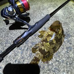 タケノコメバル