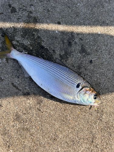 コノシロの釣果